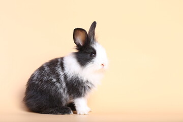 Adorable little baby rabbit on light orange background. Young cute baby bunny sit lively. Fluffy pet in studio.