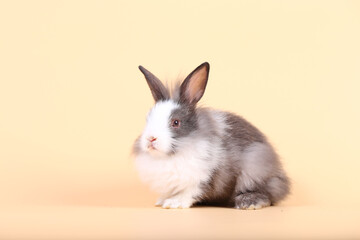 Adorable little baby rabbit on light orange background. Young cute baby bunny sit lively. Fluffy pet in studio.