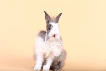 Adorable little baby rabbit on light orange background. Young cute baby bunny sit lively. Fluffy pet in studio.