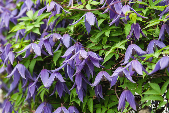 Siberian or Alpine clematis blooming with purple flowers, closeup