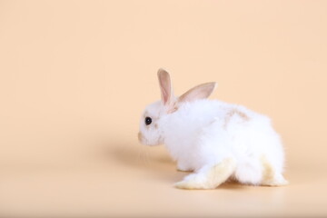 Adorable little baby rabbit on light orange background. Young cute baby bunny sit lively. Fluffy pet in studio.