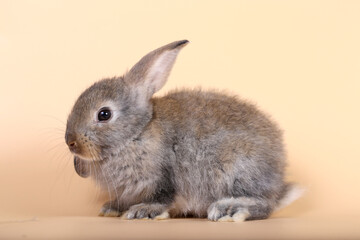 Adorable little baby rabbit on light orange background. Young cute baby bunny sit lively. Fluffy pet in studio.