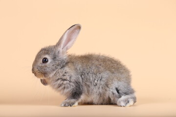 Adorable little baby rabbit on light orange background. Young cute baby bunny sit lively. Fluffy pet in studio.