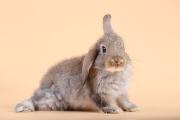 Adorable little baby rabbit on light orange background. Young cute baby bunny sit lively. Fluffy pet in studio.