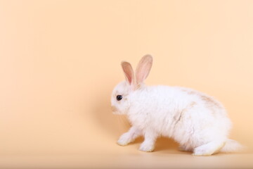 Adorable little baby rabbit on light orange background. Young cute baby bunny sit lively. Fluffy pet in studio.