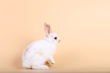 Adorable little baby rabbit on light orange background. Young cute baby bunny sit lively. Fluffy pet in studio.