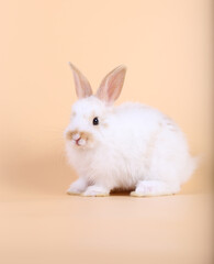 Adorable little baby rabbit on light orange background. Young cute baby bunny sit lively. Fluffy pet in studio.