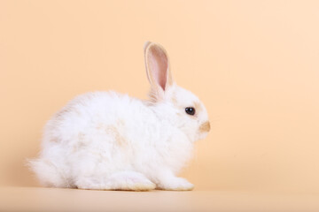 Adorable little baby rabbit on light orange background. Young cute baby bunny sit lively. Fluffy pet in studio.