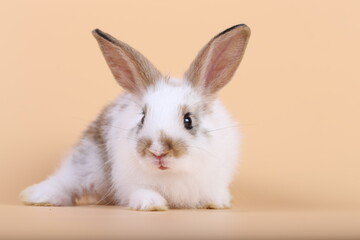 Obraz premium Adorable little baby rabbit on light orange background. Young cute baby bunny sit lively. Fluffy pet in studio.