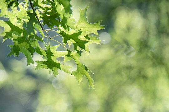 Earth day concept with green leaves and sunlight filtering through the trees creating a natural bohken effect