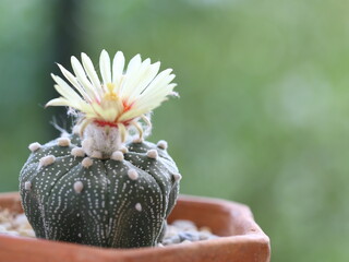 Cactus flower blossoms in pot. Astrophytum / Gymnocalycium cactus with yellow flower and its fluffy hair. Many small potted cactus in box, planted indoor with blossom pollen.