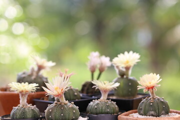 Cactus flower blossoms in pot. Astrophytum / Gymnocalycium cactus with yellow flower and its fluffy hair. Many small potted cactus in box, planted indoor with blossom pollen.