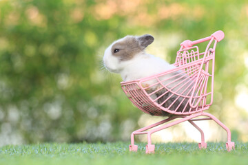 Baby rabbit sits on green graas in nature bokeh as background. Lovely little bunny sitting in...