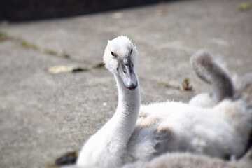 白い白鳥の雛