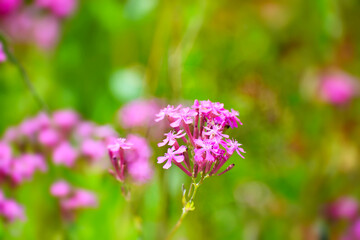 ピンク色のムシトリナデシコの花