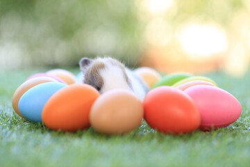 Baby cute and adorable rabbit sitting on green grass. Small and young bunny  is a lovely furry pet.  Easter concept on yellow background, egg and grass with bokeh as nature background