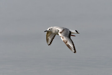 Bonaparte's gull in flight