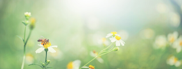 Amazing beautiful colorful natural scenery flowers with bee. Atmospheric photo, gentle artistic image.
