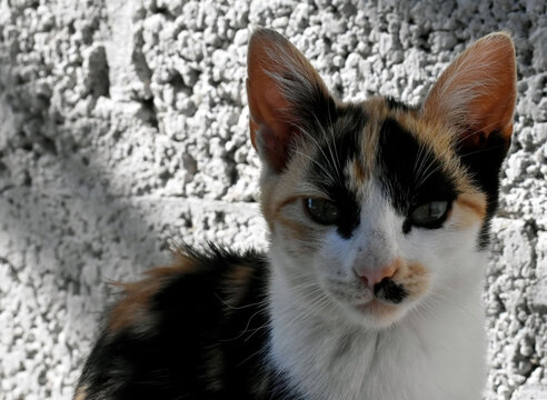 peque&ntilde;a gata viendo a la c&aacute;mara