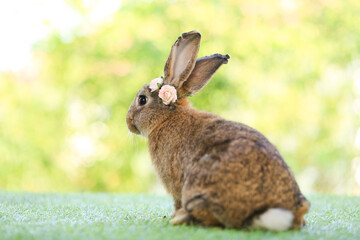 Adult rabbit sits on green graas in nature bokeh as background. Lovely mature bunny wears flower wreath on its head. Cute pet photo.