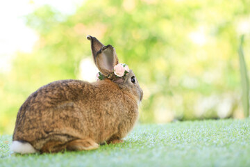 Adult rabbit sits on green graas in nature bokeh as background. Lovely mature bunny wears flower wreath on its head. Cute pet photo.