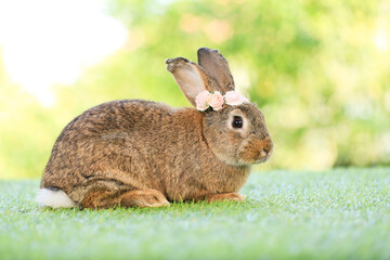 Adult rabbit sits on green graas in nature bokeh as background. Lovely mature bunny wears flower wreath on its head. Cute pet photo.