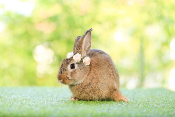 Adult rabbit sits on green graas in nature bokeh as background. Lovely mature bunny wears flower wreath on its head. Cute pet photo.