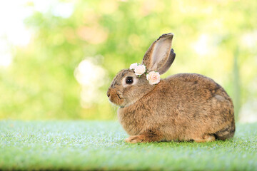 Adult rabbit sits on green graas in nature bokeh as background. Lovely mature bunny wears flower wreath on its head. Cute pet photo.