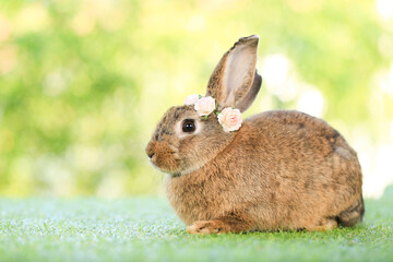 Adult rabbit sits on green graas in nature bokeh as background. Lovely mature bunny wears flower wreath on its head. Cute pet photo.