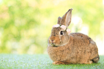 Adult rabbit sits on green graas in nature bokeh as background. Lovely mature bunny wears flower wreath on its head. Cute pet photo.
