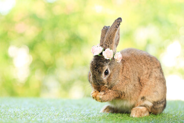 Adult rabbit sits on green graas in nature bokeh as background. Lovely mature bunny wears flower wreath on its head. Cute pet photo.