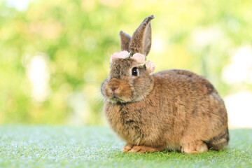 Adult rabbit sits on green graas in nature bokeh as background. Lovely mature bunny wears flower wreath on its head. Cute pet photo.