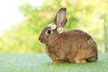 Adult rabbit sits on green graas in nature bokeh as background. Lovely mature bunny wears flower wreath on its head. Cute pet photo.