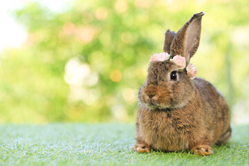 Adult rabbit sits on green graas in nature bokeh as background. Lovely mature bunny wears flower wreath on its head. Cute pet photo.
