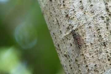 シンガポールの生き物　セミ