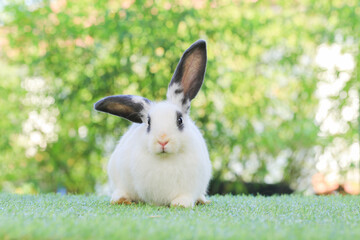 Adult rabbit sits on green graas in nature bokeh as background. Lovely mature bunny wears flower wreath on its head. Cute pet photo.