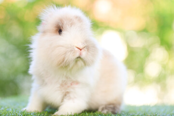 Adult rabbit sits on green graas in nature bokeh as background. Lovely mature bunny wears flower wreath on its head. Cute pet photo.