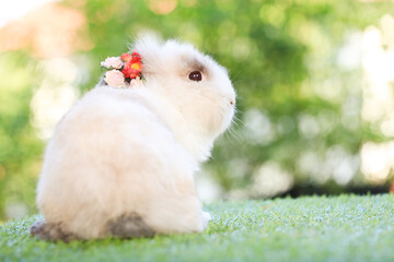 Adult rabbit sits on green graas in nature bokeh as background. Lovely mature bunny wears flower wreath on its head. Cute pet photo.