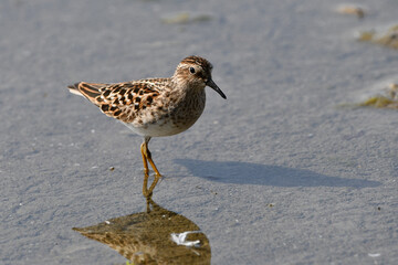 Least Sandpiper bird walking along shore