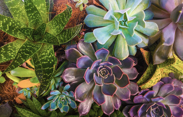 Close-Up of Colorful Succulent Plants Background Texture