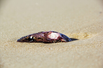crab on the beach