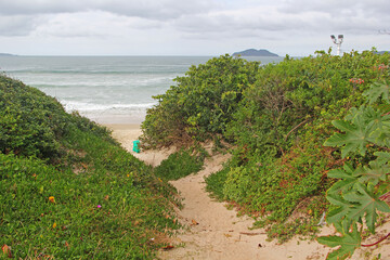 grass on the beach