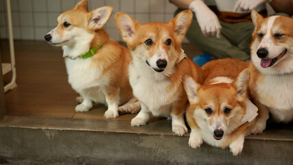 Corgi in modern house. Pembroke Welsh Corgi, originated in Pembrokeshire, Wales.  Welsh Corgi or Cardigan Welsh Corgi descend from northern spitz-type dogs.