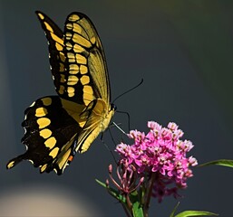 butterfly on flower