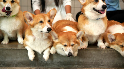 Corgi in modern house. Pembroke Welsh Corgi, originated in Pembrokeshire, Wales.  Welsh Corgi or Cardigan Welsh Corgi descend from northern spitz-type dogs.