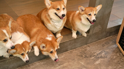 Corgi in modern house. Pembroke Welsh Corgi, originated in Pembrokeshire, Wales.  Welsh Corgi or Cardigan Welsh Corgi descend from northern spitz-type dogs.