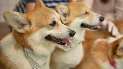 Corgi in modern house. Pembroke Welsh Corgi, originated in Pembrokeshire, Wales.  Welsh Corgi or Cardigan Welsh Corgi descend from northern spitz-type dogs.