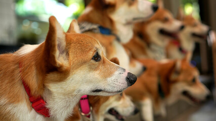 Corgi in modern house. Pembroke Welsh Corgi, originated in Pembrokeshire, Wales.  Welsh Corgi or Cardigan Welsh Corgi descend from northern spitz-type dogs.
