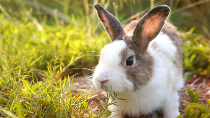 Rabbit in green field and farm way. Lovely and lively bunny in nature with happiness. Hare in the forest.
