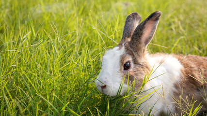 Rabbit in green field and farm way. Lovely and lively bunny in nature with happiness. Hare in the forest.